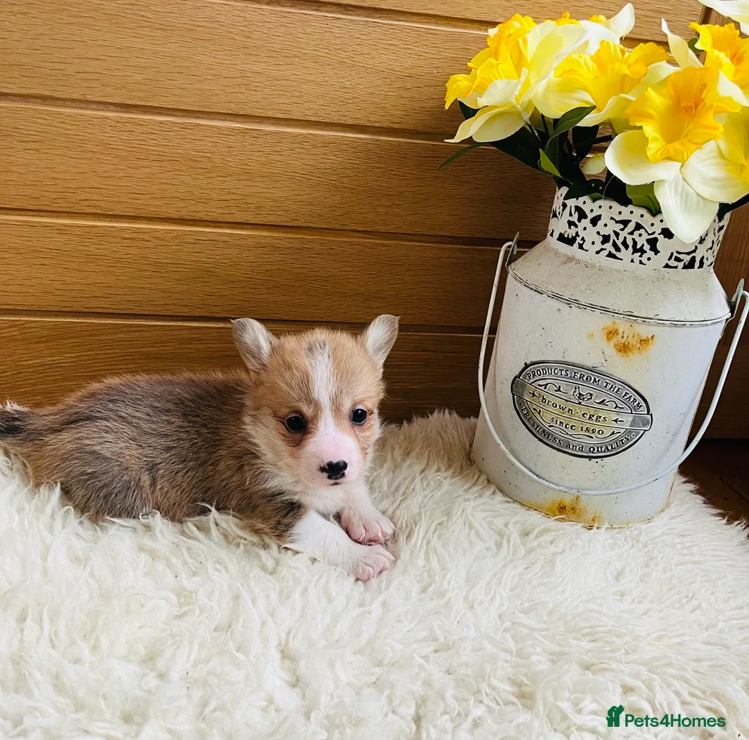 Welsh Corgi Pembroke dogs for sale: KC reg Welsh Corgi Pembroke puppies - Advert 24