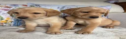 Labrador Retriever dogs for sale: DNA tested KC reg Labrador puppies - Advert 7