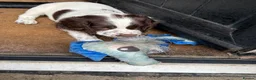 English Springer Spaniel dogs for sale: Kc reg Ftch English springer spaniels.  - Advert 4