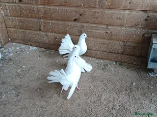 Doves birds young white fantailed doves - Advert 1