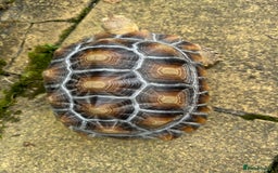 Tortoise reptiles for sale: Sulcata Tortoise - Image 1