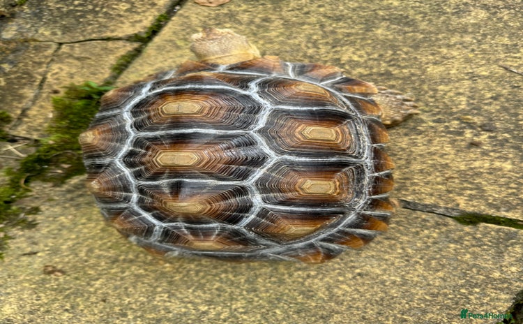 Tortoise reptiles - Advert 1