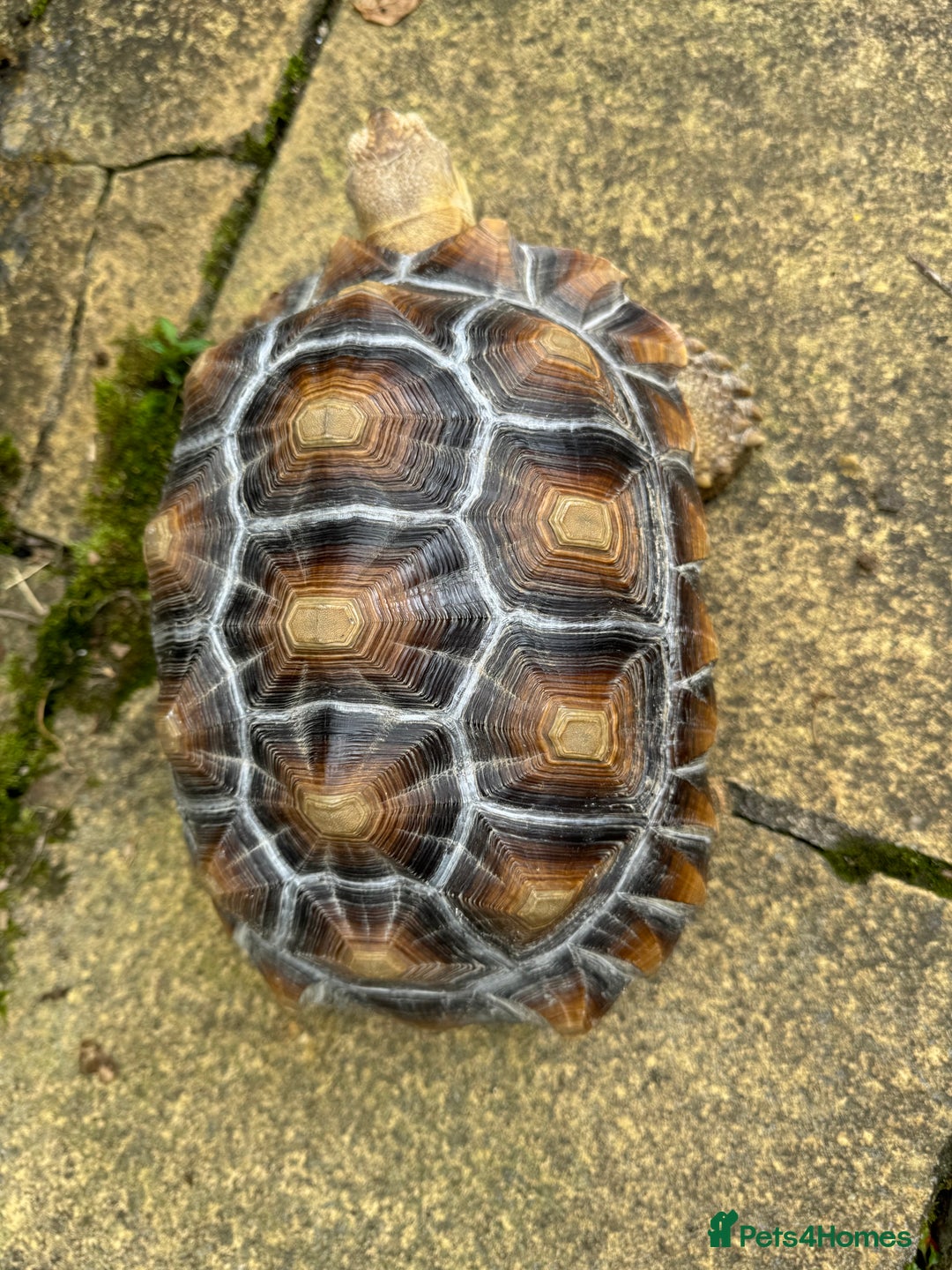 Tortoise reptiles for sale: Sulcata Tortoise - Image 1