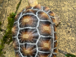 Tortoise reptiles - Advert 28