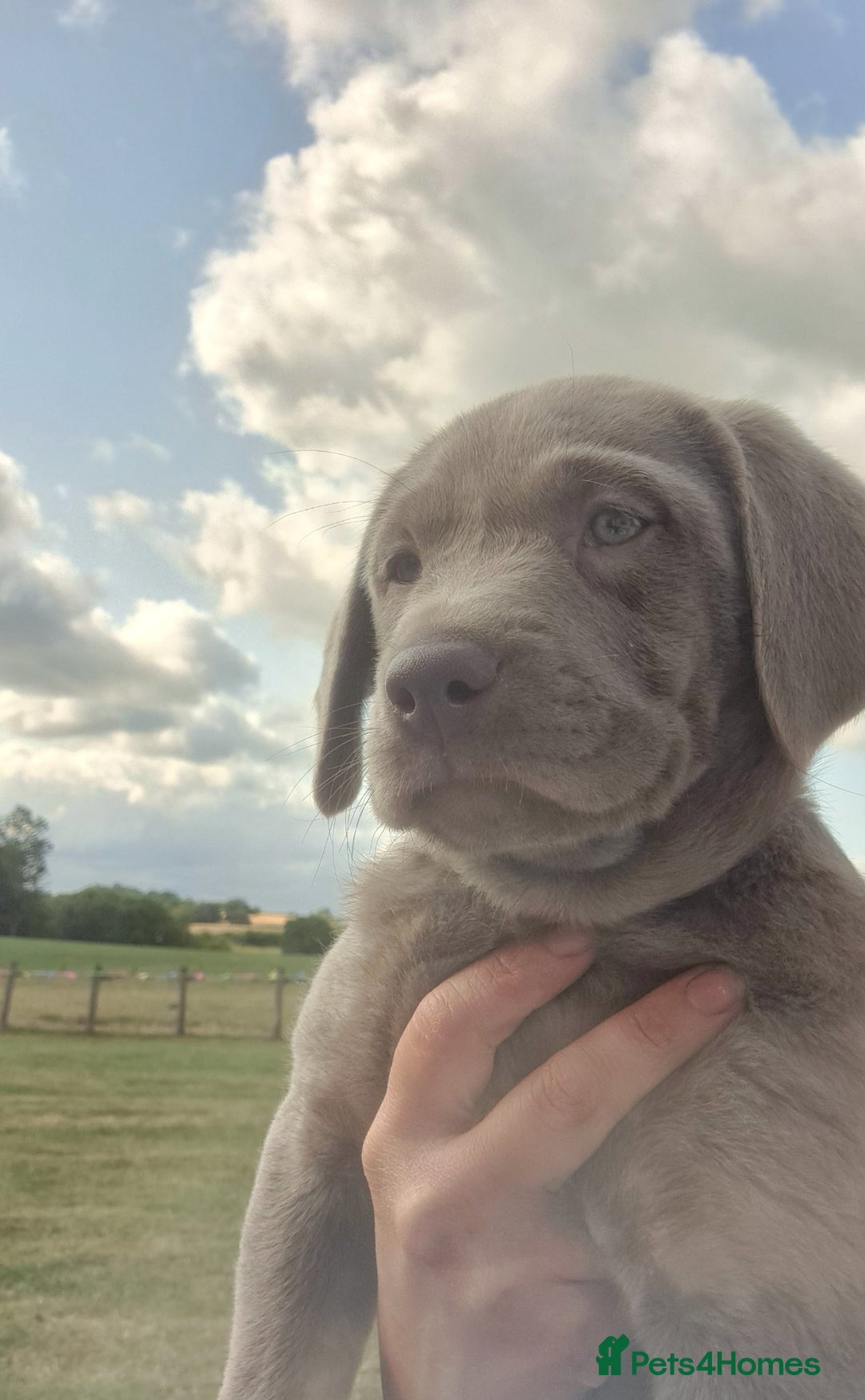 Labrador Retriever dogs for sale: READY TO LEAVE 6th JULY- silver Labradors for sale in Stafford - Image 2