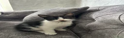 Domestic Shorthair cats for sale: 🐾Fluffy black and white kittens🐾 - Advert 21