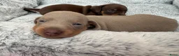 Miniature Dachshund dogs for sale: 🌟  Miniature Dachshund Pups!! KC & PRA clear🌟 in Saint Helens - Advert 23