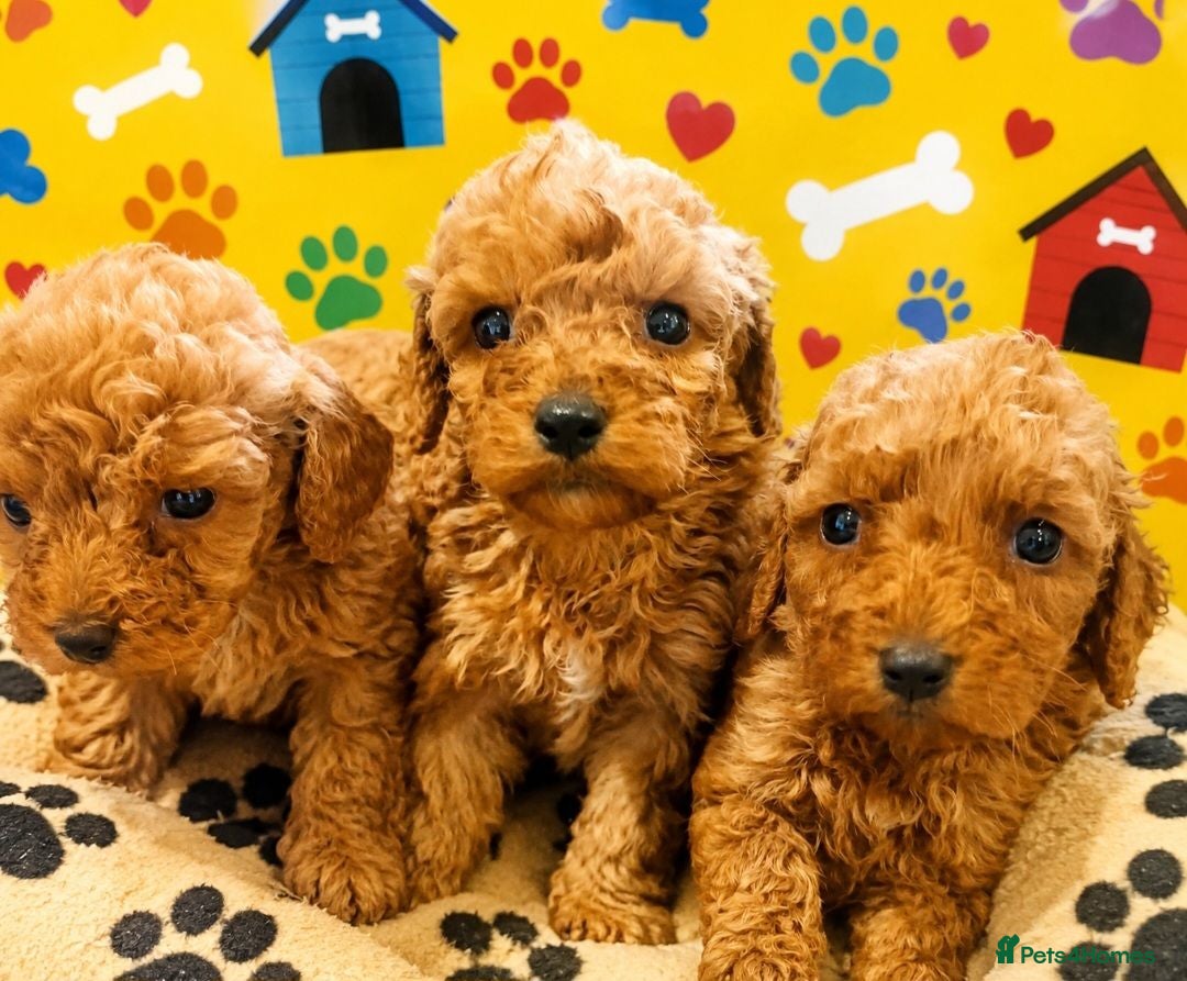 Cockapoo dogs F1 B COCKAPOO PUPPIES PRA UNAFFECTED - Advert 1