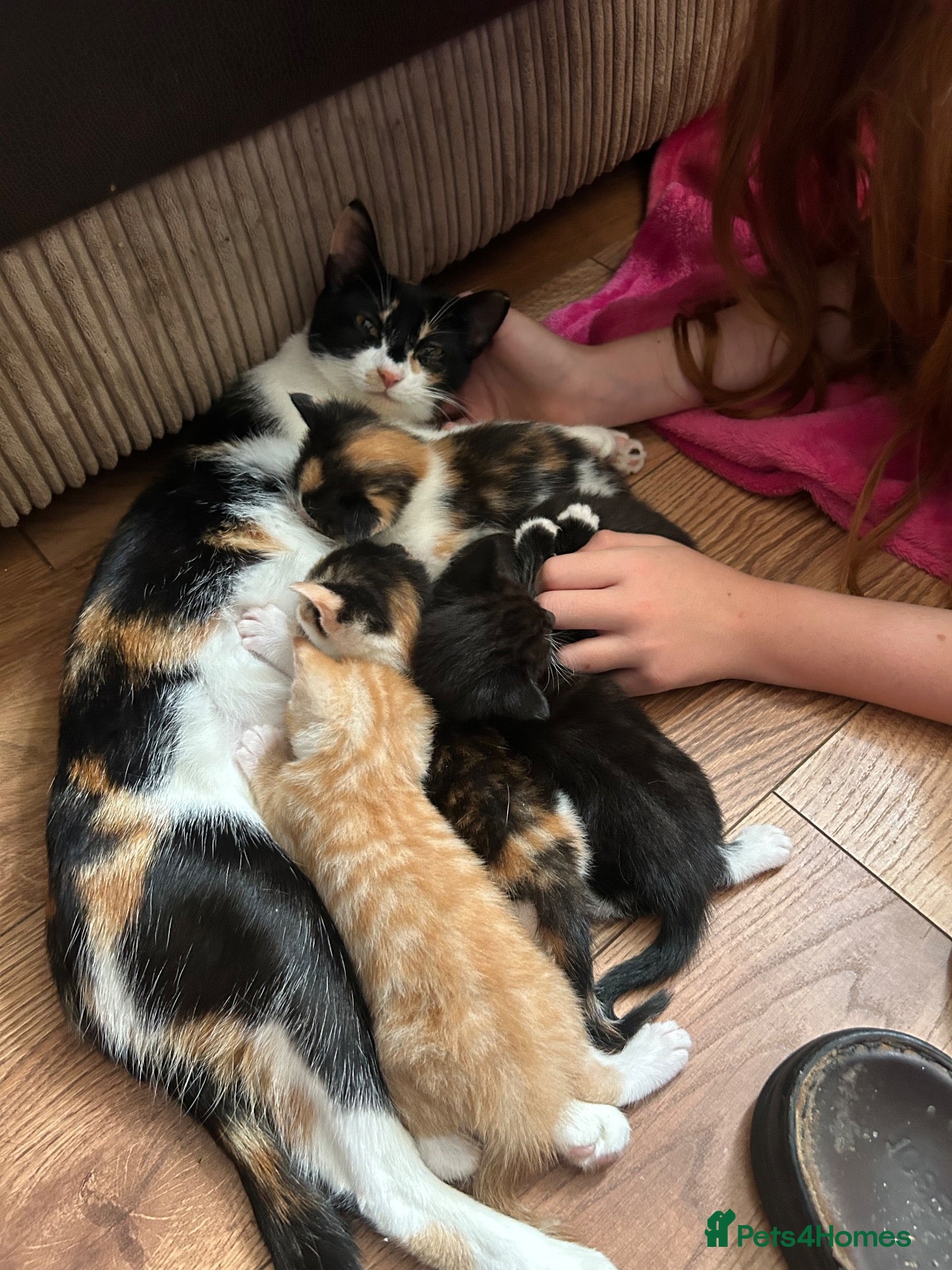 Mixed Breed cats Ginger White and black kittens for sale - Advert 4