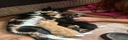 Mixed Breed cats for sale: Ginger White and black kittens for sale in Watford - Advert 1
