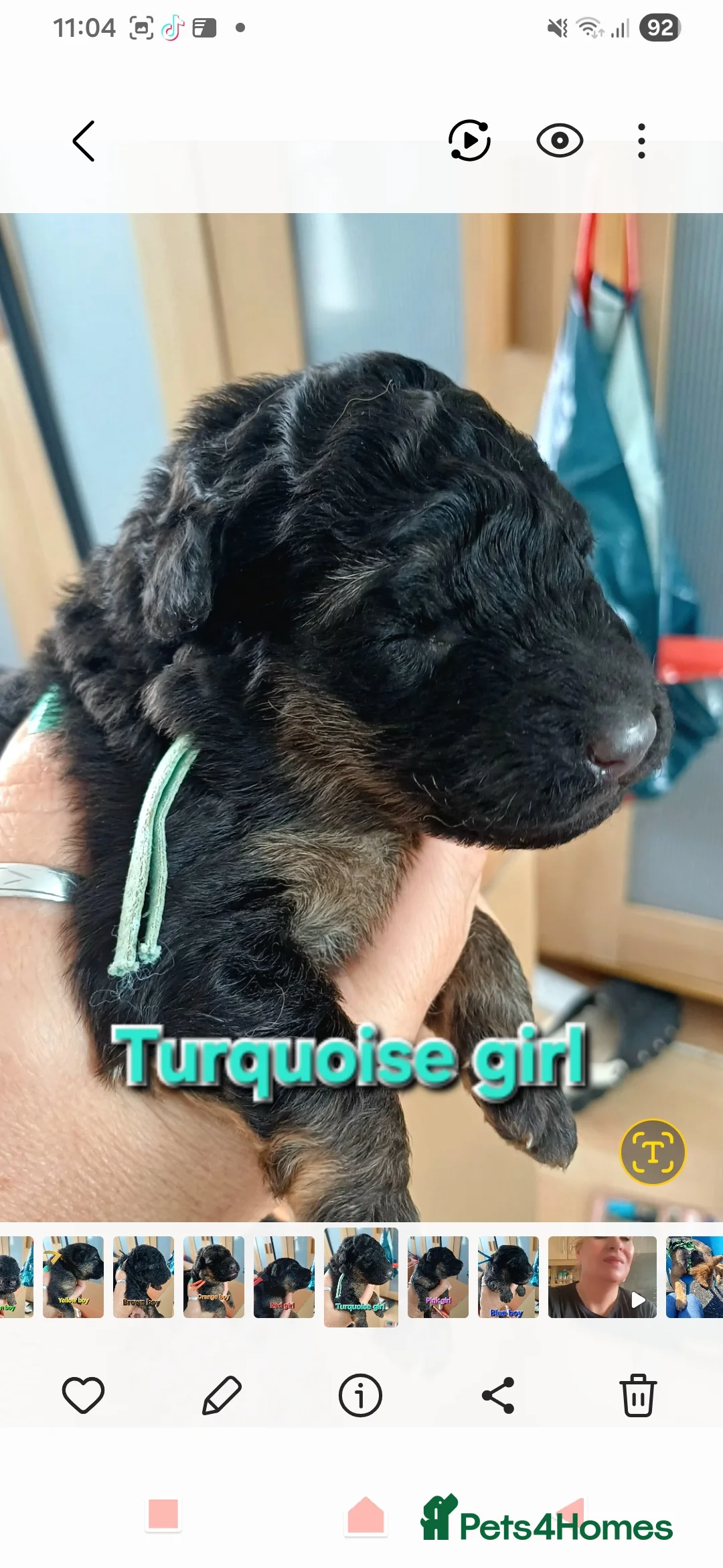 German Shepherd dogs for sale: Beautiful Plush Coated German Shepherd Puppies  - Advert 23