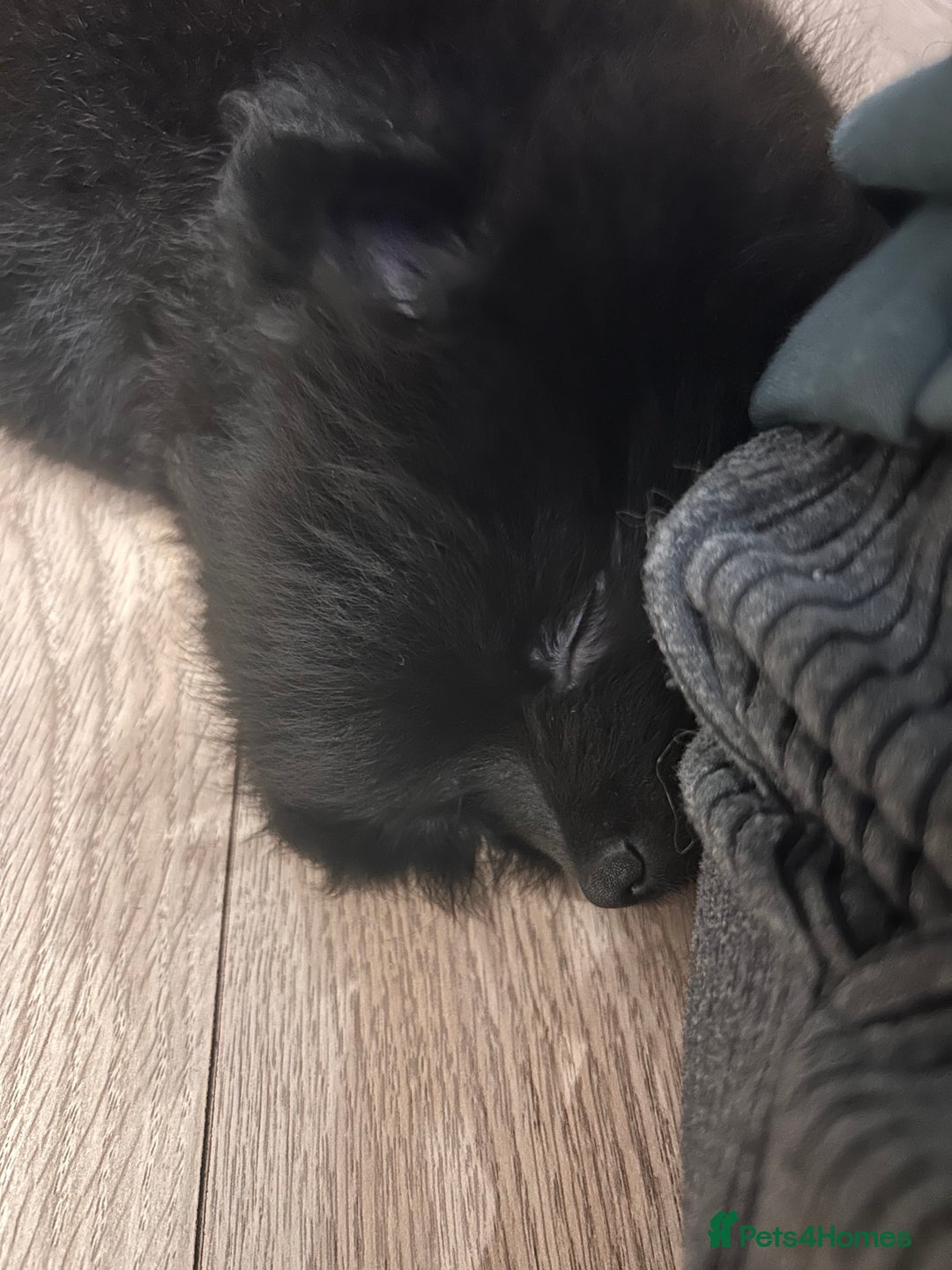 Pomeranian dogs for sale: Pomeranians - ONLY BLACK BOY LEFT - Advert 26