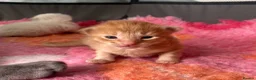 Mixed Breed cats for sale: 6 stunning kittens  - Advert 8