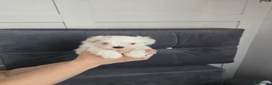 Maltese Puppy 1