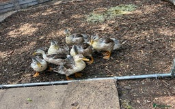 Ducks poultry for sale: Drakes mini silver apple yard  - Image 2