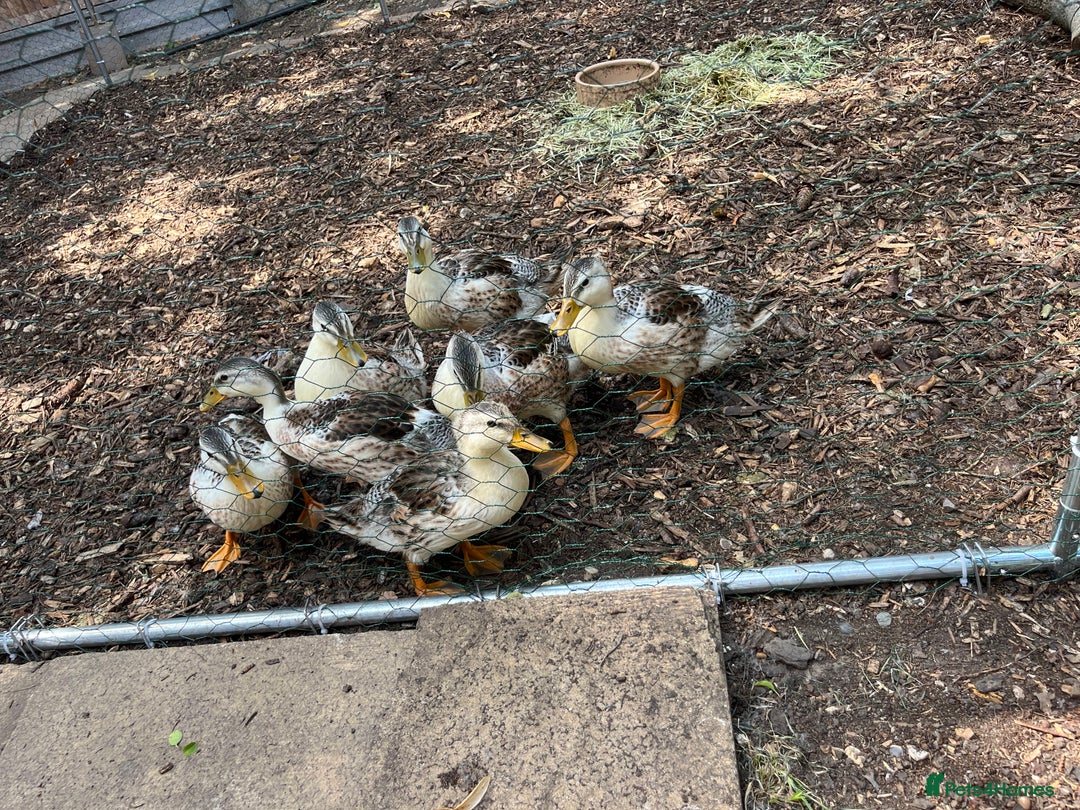 Ducks poultry for sale: Drakes mini silver apple yard  - Image 2