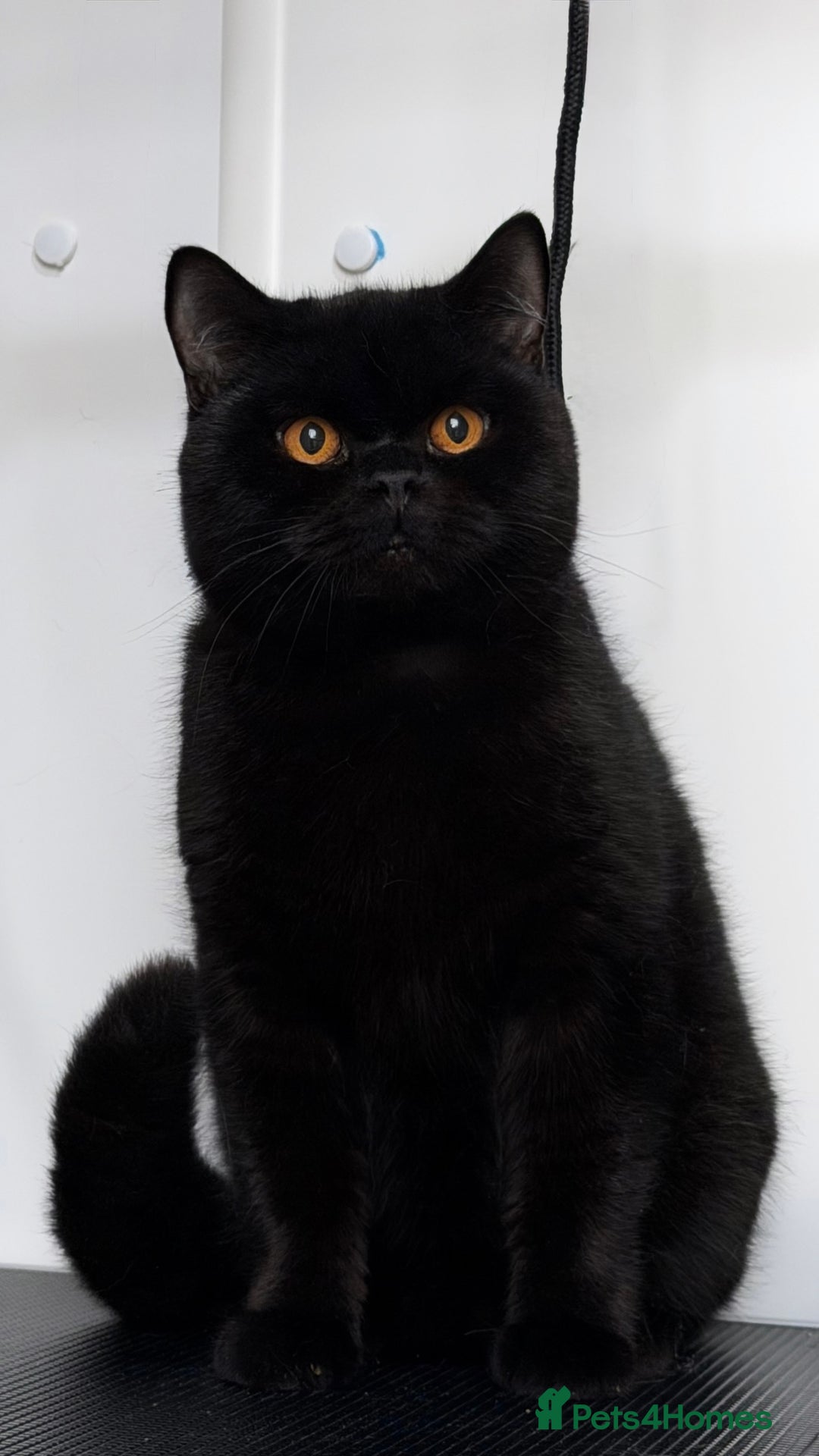 British Shorthair cats for sale: Beautiful black BSH  - Advert 3