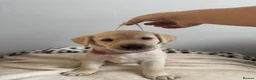 Labrador Retriever dogs for sale: Kelwyn Litter - Advert 8