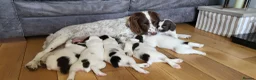 English Springer Spaniel dogs for sale: KC registered English Springer Spaniel puppies. in Skipton - Advert 3