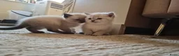 Mixed Breed cats for sale: Beautiful Kittens Ready for Their New Homes - Advert 5