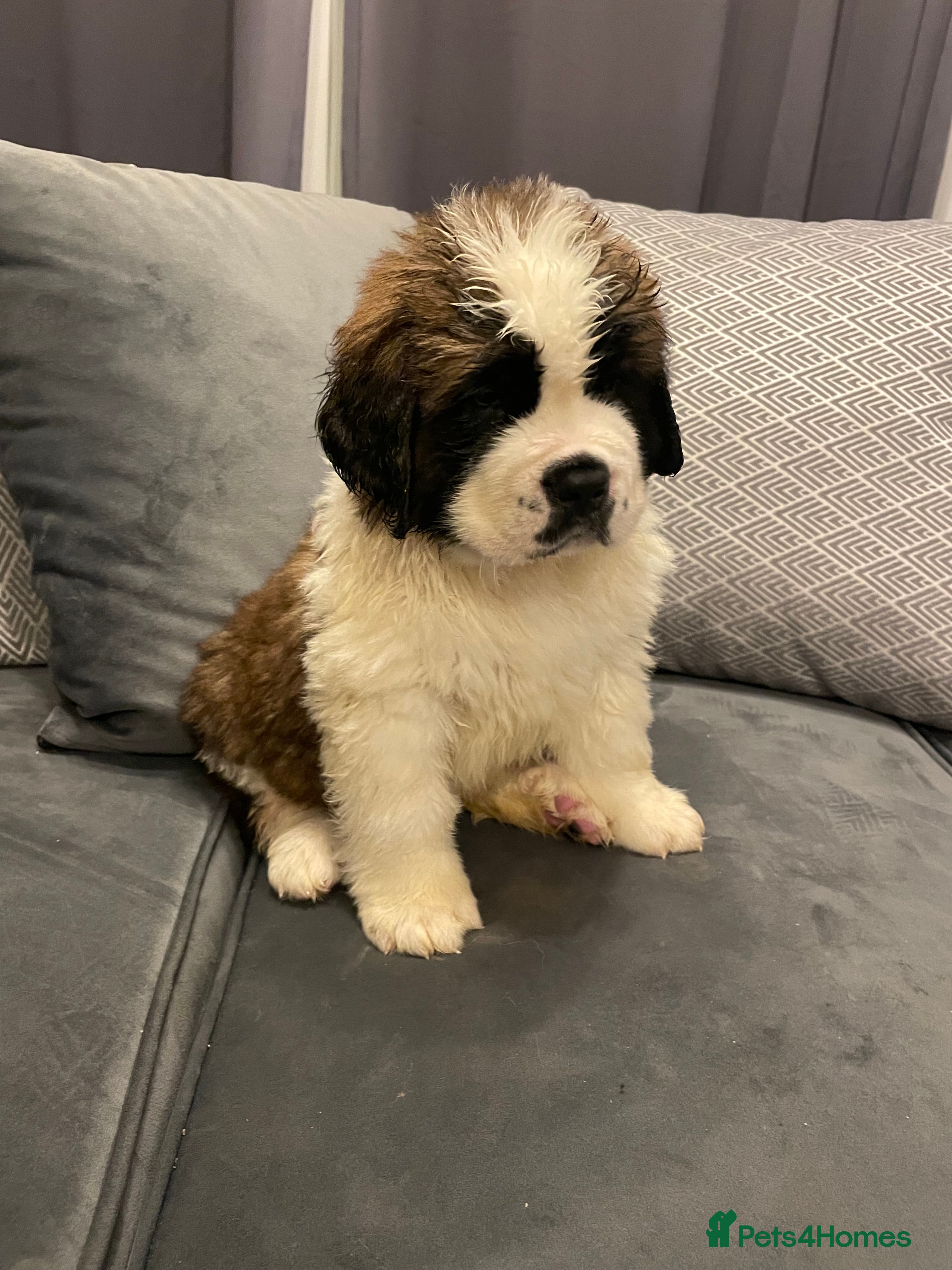 Saint Bernard dogs KC Saint Bernard Puppies READY TO LEAVE NOW!   - Advert 9