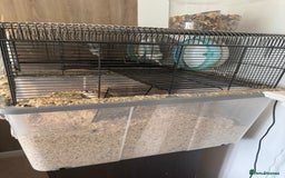 Gerbil rodents for sale: Female Gerbils & Cage - Image 2
