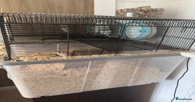 Gerbil rodents - Advert 5