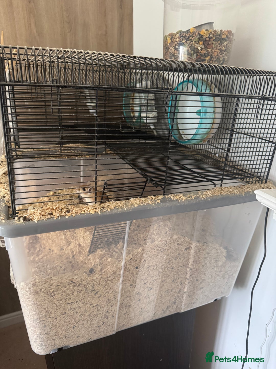 Gerbil rodents for sale: Female Gerbils & Cage - Image 2