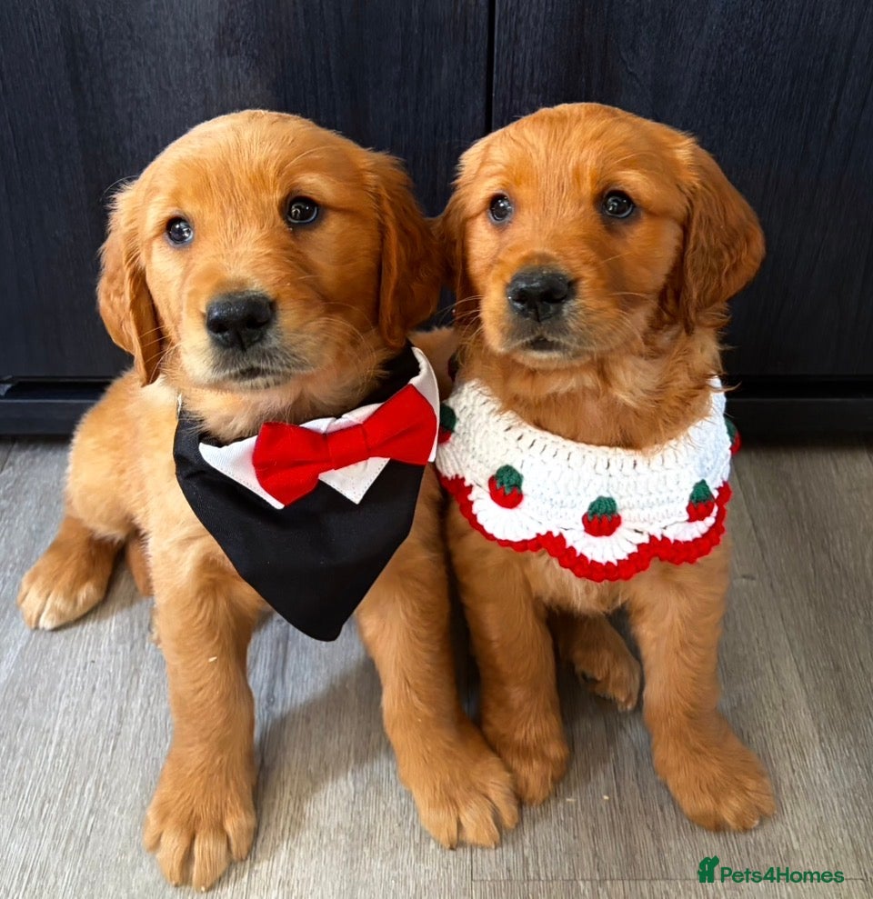 Golden Retriever dogs Gorgeous red golden retrievers  - Advert 5