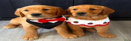 Golden Retriever dogs for sale: Ready Now 😊 gorgeous golden retriever puppies  - Advert 24