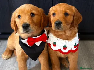 Golden Retriever dogs Gorgeous red golden retrievers - Advert 5