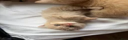 Scottish Fold cats for sale: Scottish fold and straight  in London - Advert 10