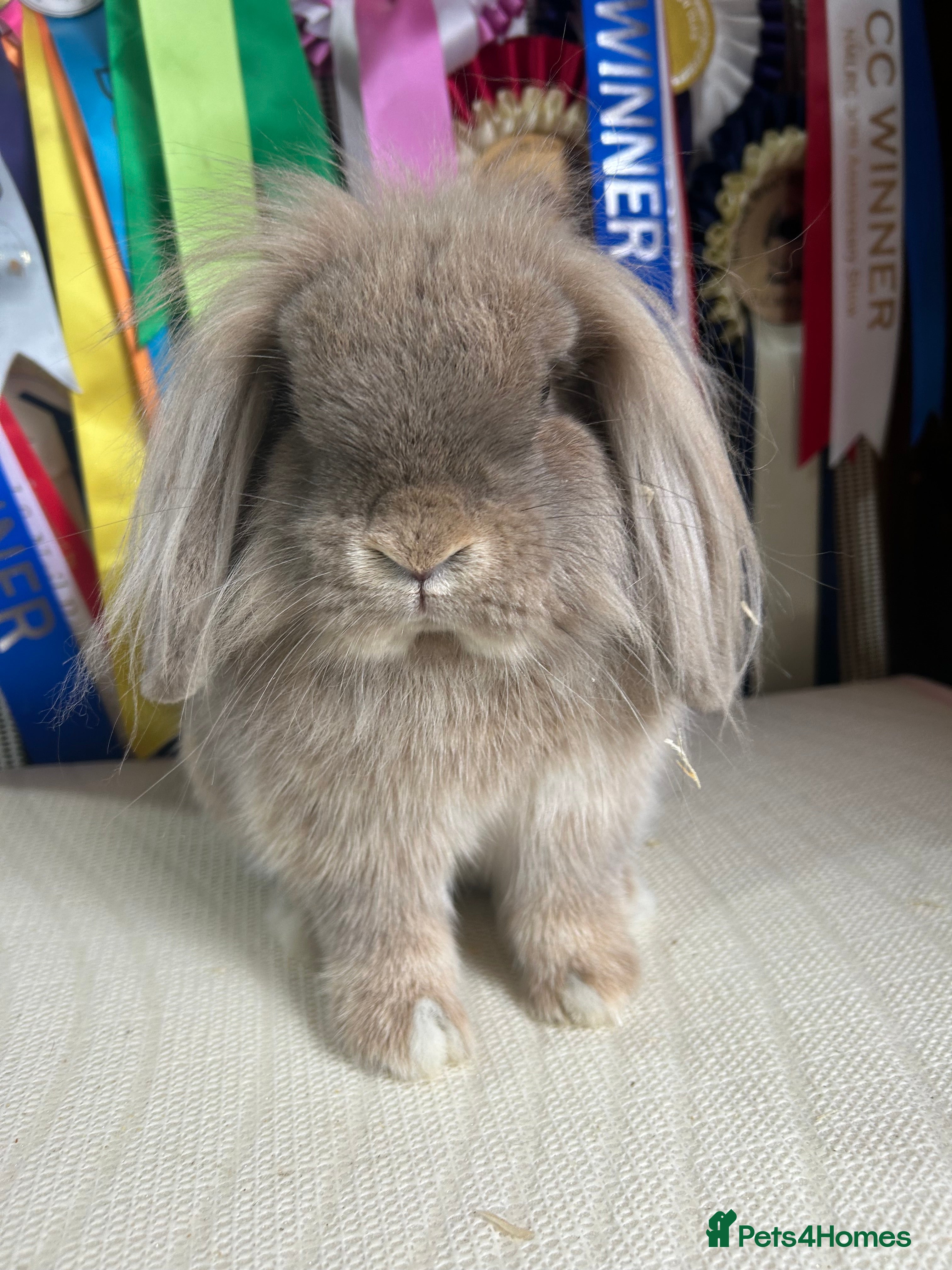 Mini Lion Lop rabbits Freindly single maned lionlop buck - Advert 1