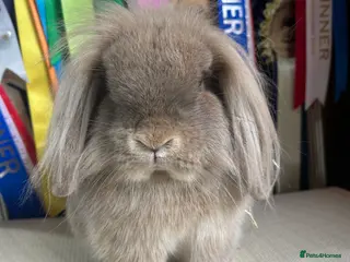 Mini Lion Lop rabbits Freindly single maned lionlop buck - Advert 1