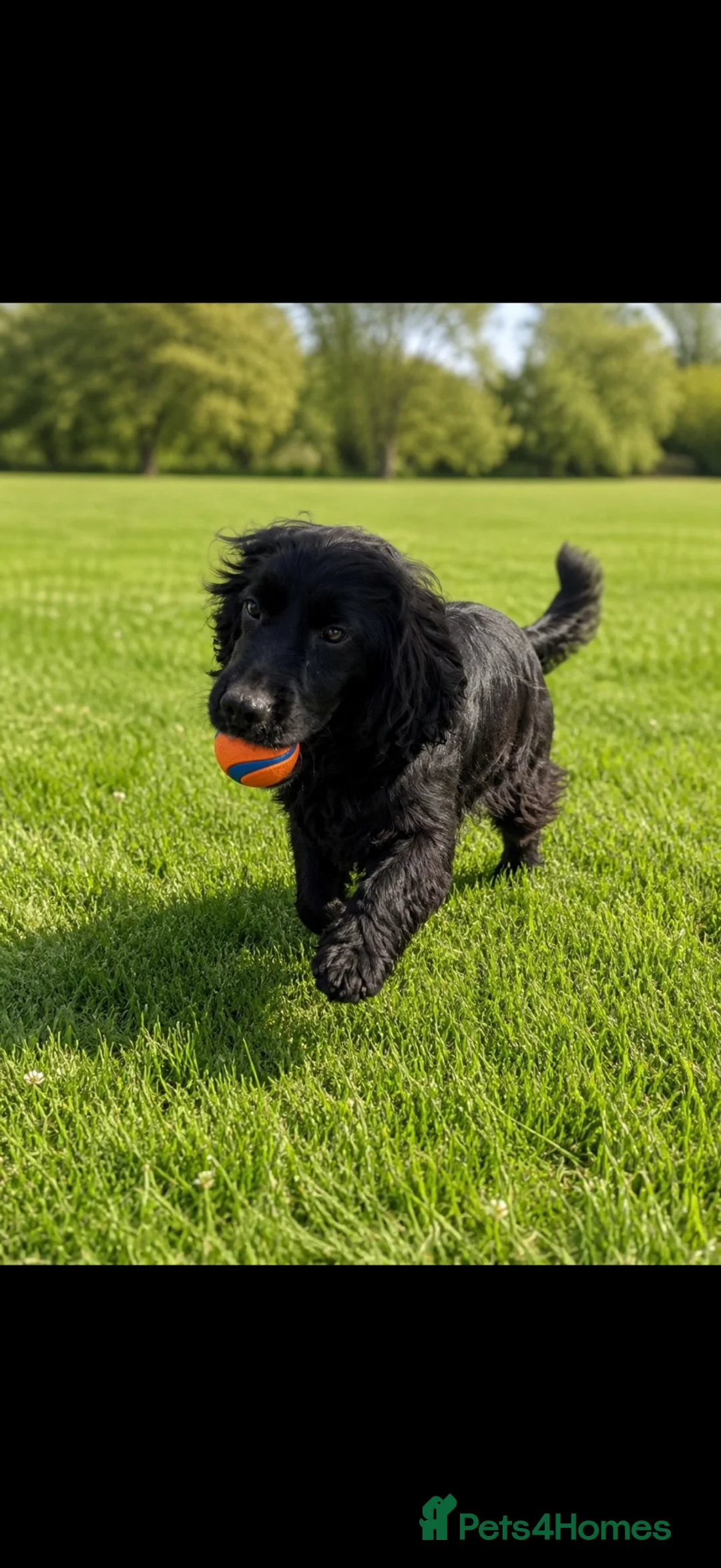 Cockapoo dogs for sale: 3 stunning cockerpoo puppies left 2 girls, 1 boy.  - Advert 21