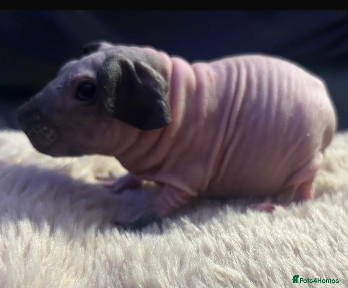 Guinea Pig rodents Cali breedings skinny carriers/werewolfs - Advert 12