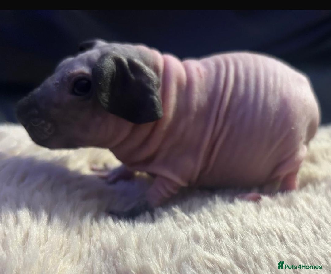 Guinea Pig rodents for sale: Cali breedings skinny carriers/werewolfs - Advert 1