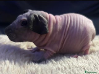 Guinea Pig rodents Cali breedings skinny carriers/werewolfs - Advert 3