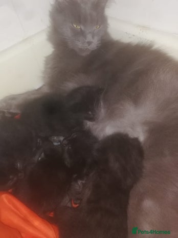 Maine Coon cats in Trowbridge - Advert 1