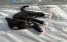 Mixed Breed cats for sale: Litter of Kittens For Sale - only 1 Male left in Dunstable - Image 31