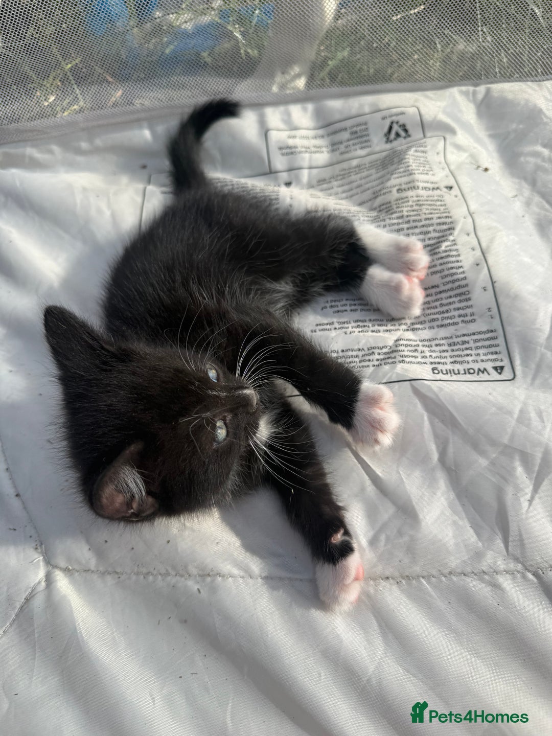 Mixed Breed cats for sale: Litter of Kittens For Sale - only 1 Male left in Dunstable - Image 31