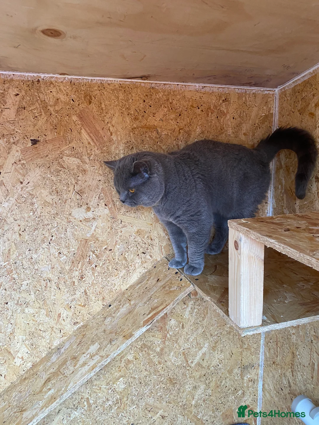 British Shorthair cats for stud: British Shorhair Blue male for stud in Manchester - Advert 6