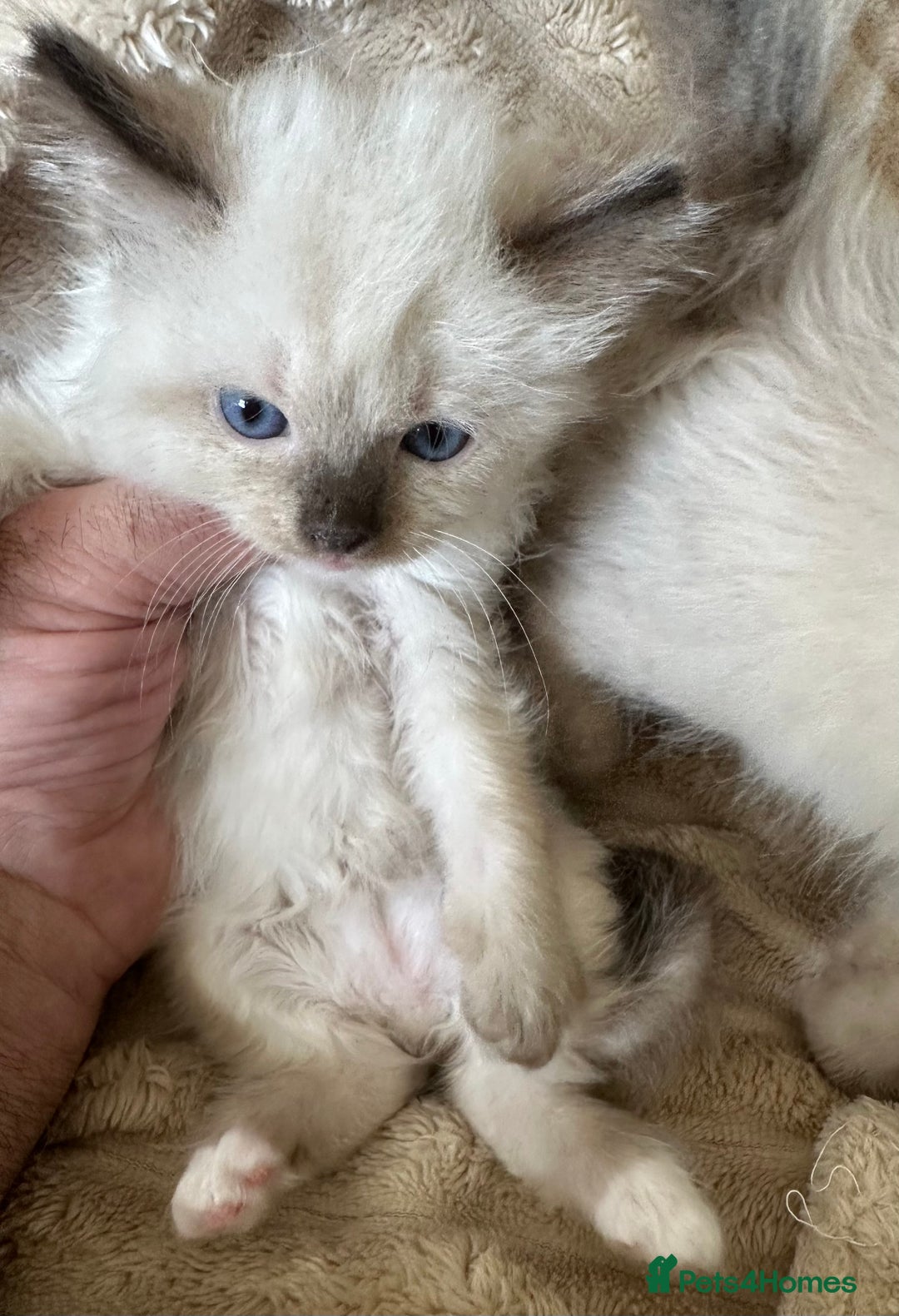 Ragdoll cats for sale: Ragdoll Boys - Image 5