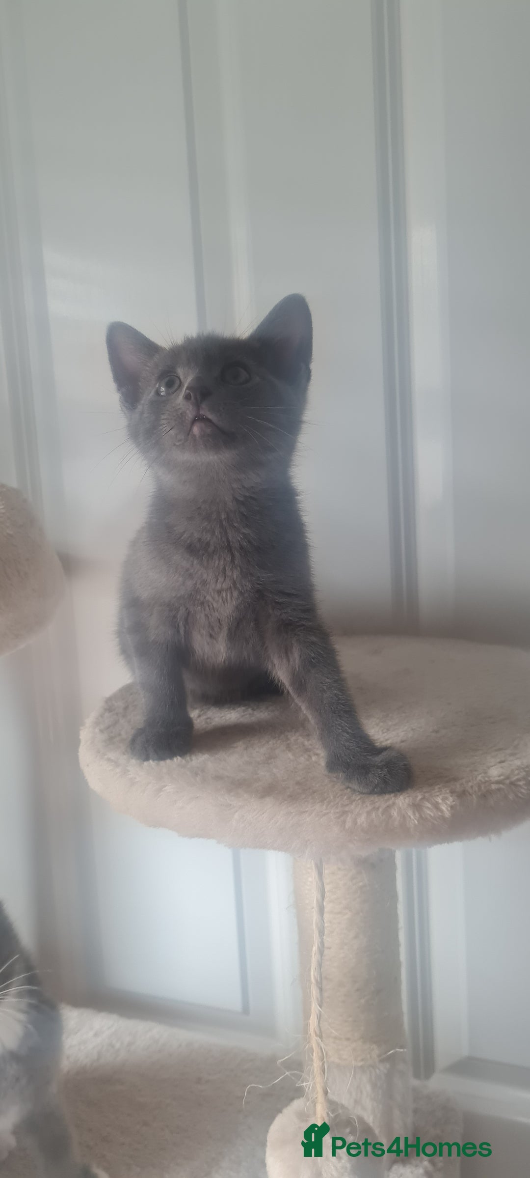 Mixed Breed cats for sale: Two male short haired grey kittens ready to go - Image 1