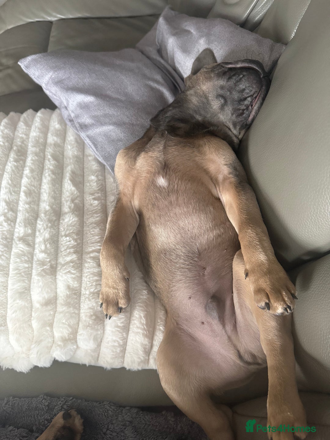 French Bulldog dogs for sale: French bulldog  - Advert 5