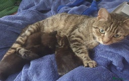 Mixed Breed cats for sale: Three cute Kittens  - Image 7
