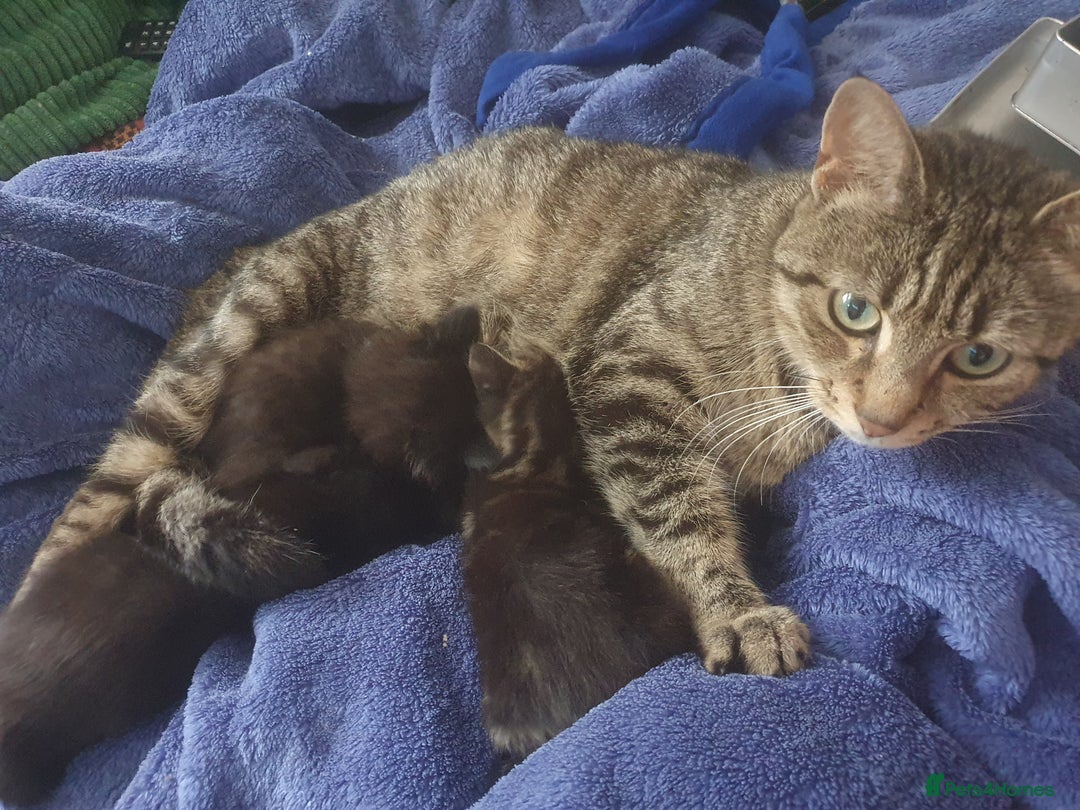 Mixed Breed cats for sale: Three cute Kittens  - Image 7