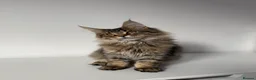 Maine Coon cats for sale: XL Russian Cubs 💚 - Advert 5