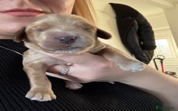 Cockapoo dogs for sale: F2 cockapoo puppies 4 boys 2 girls  - Advert 5