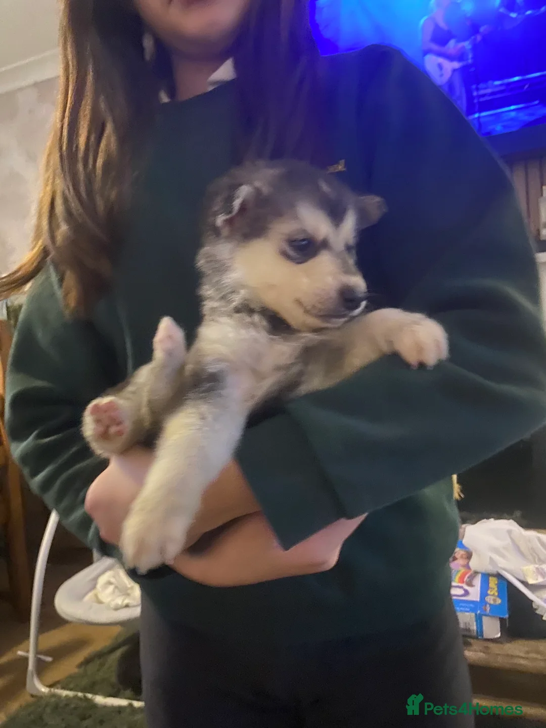 Alaskan Malamute dogs for sale: Alaskan malamute puppies  - Advert 9